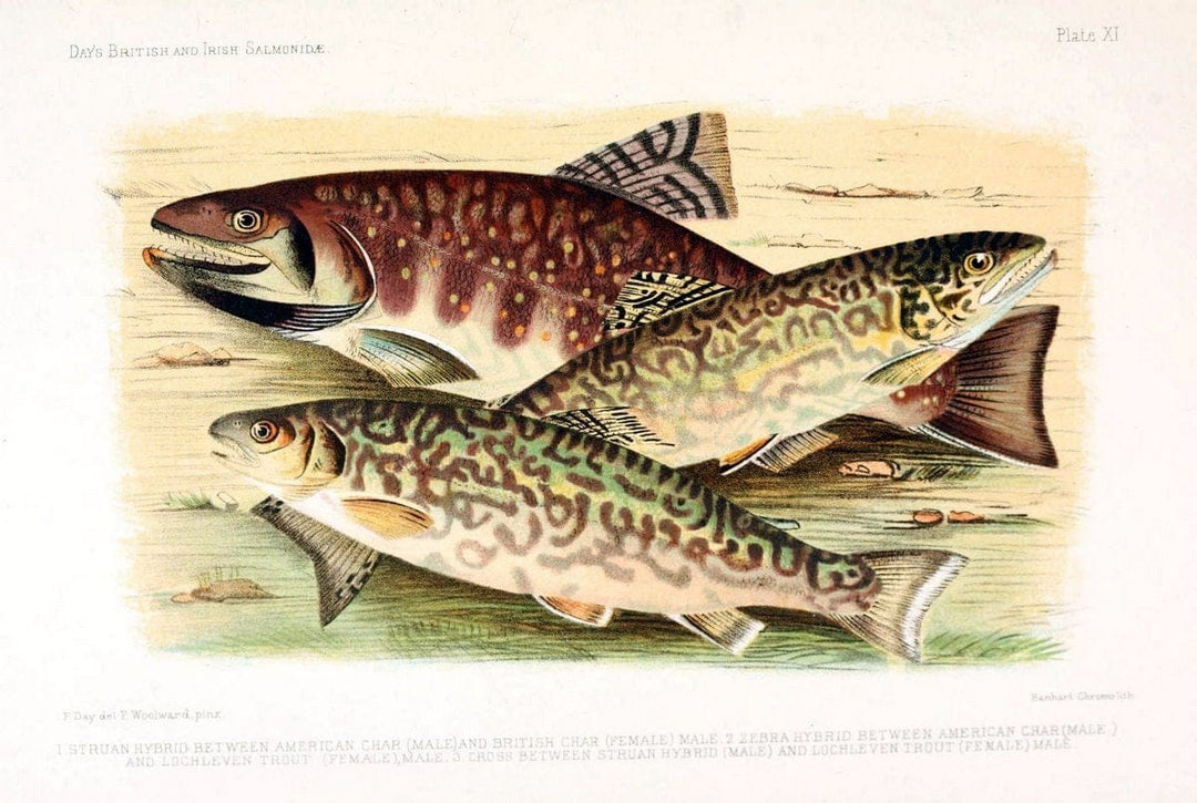 British and Irish SalmonidÃ¦ /.London [etc.]Williams and Norgate,1887.. |  | Vintage Print Reproduction 463462