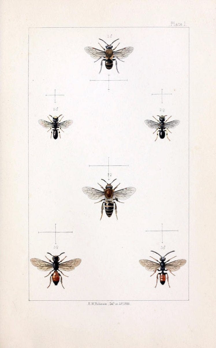 British bees :.London :L. Reeve & Co.,1866.  | Bees "Great Britain" Hymenoptera  | Vintage Print Reproduction 463464