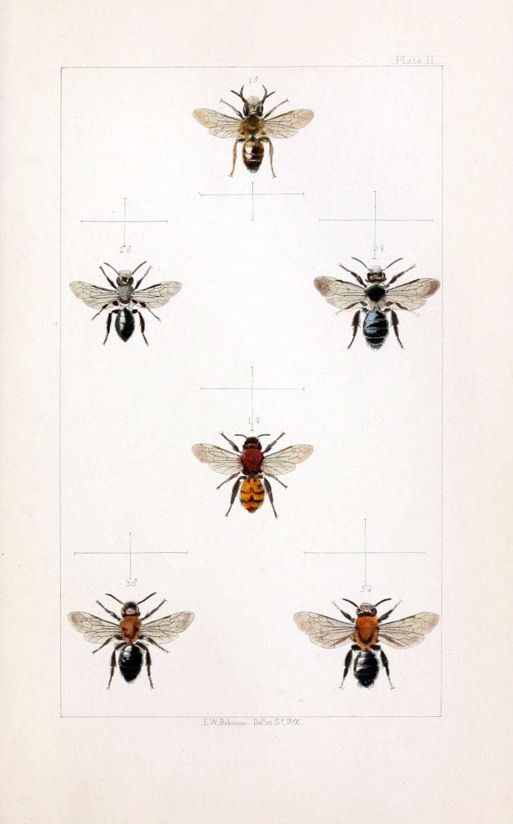 British bees :.London :L. Reeve & Co.,1866.  | Bees "Great Britain" Hymenoptera  | Vintage Print Reproduction 463465