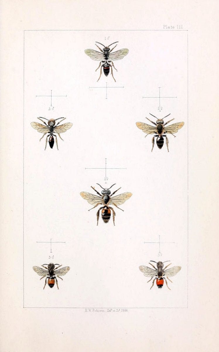British bees :.London :L. Reeve & Co.,1866.  | Bees "Great Britain" Hymenoptera  | Vintage Print Reproduction 463466