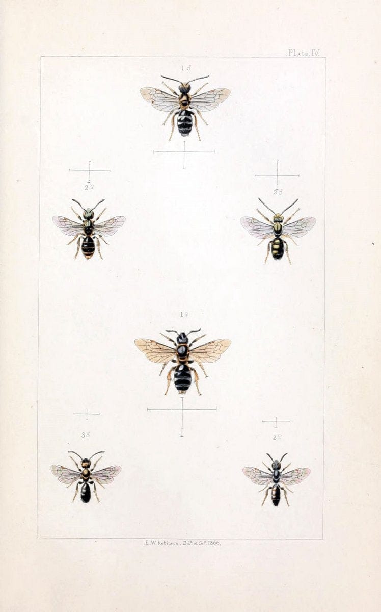 British bees :.London :L. Reeve & Co.,1866.  | Bees "Great Britain" Hymenoptera  | Vintage Print Reproduction 463467