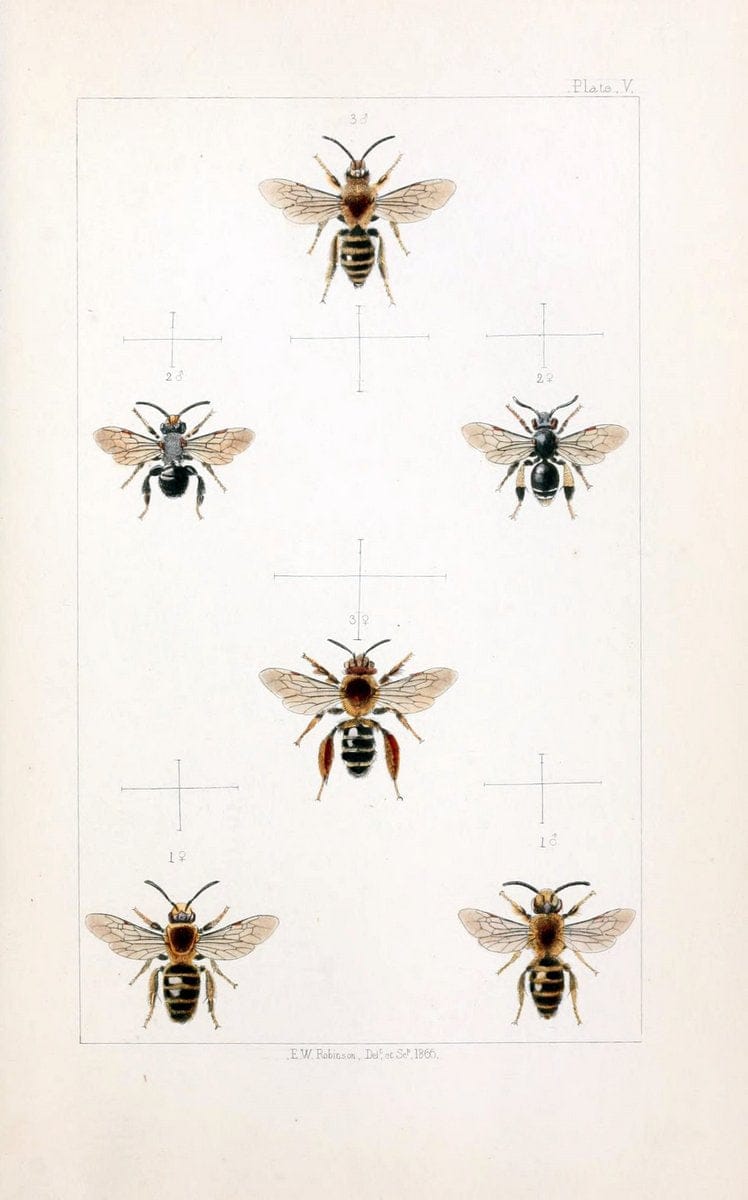 British bees :.London :L. Reeve & Co.,1866.  | Bees "Great Britain" Hymenoptera  | Vintage Print Reproduction 463468