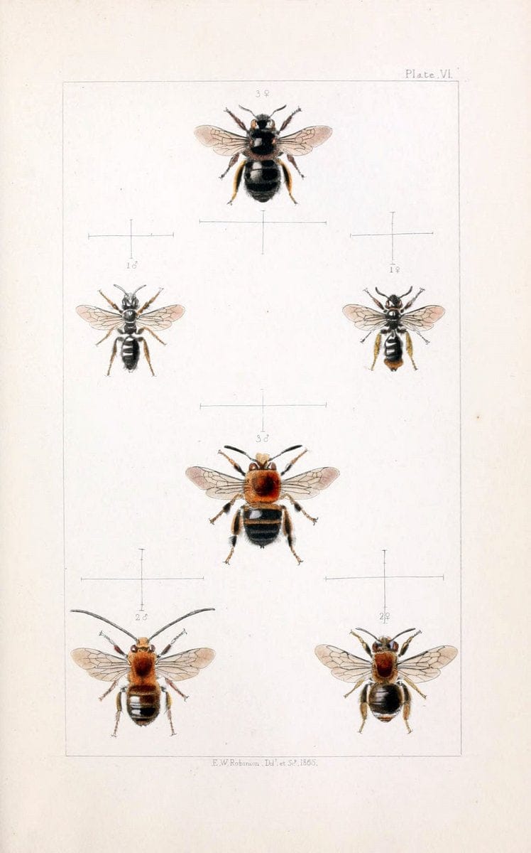 British bees :.London :L. Reeve & Co.,1866.  | Bees "Great Britain" Hymenoptera  | Vintage Print Reproduction 463469