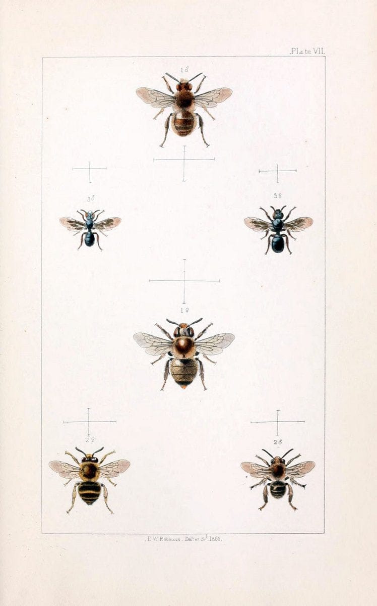 British bees :.London :L. Reeve & Co.,1866.  | Bees "Great Britain" Hymenoptera  | Vintage Print Reproduction 463470