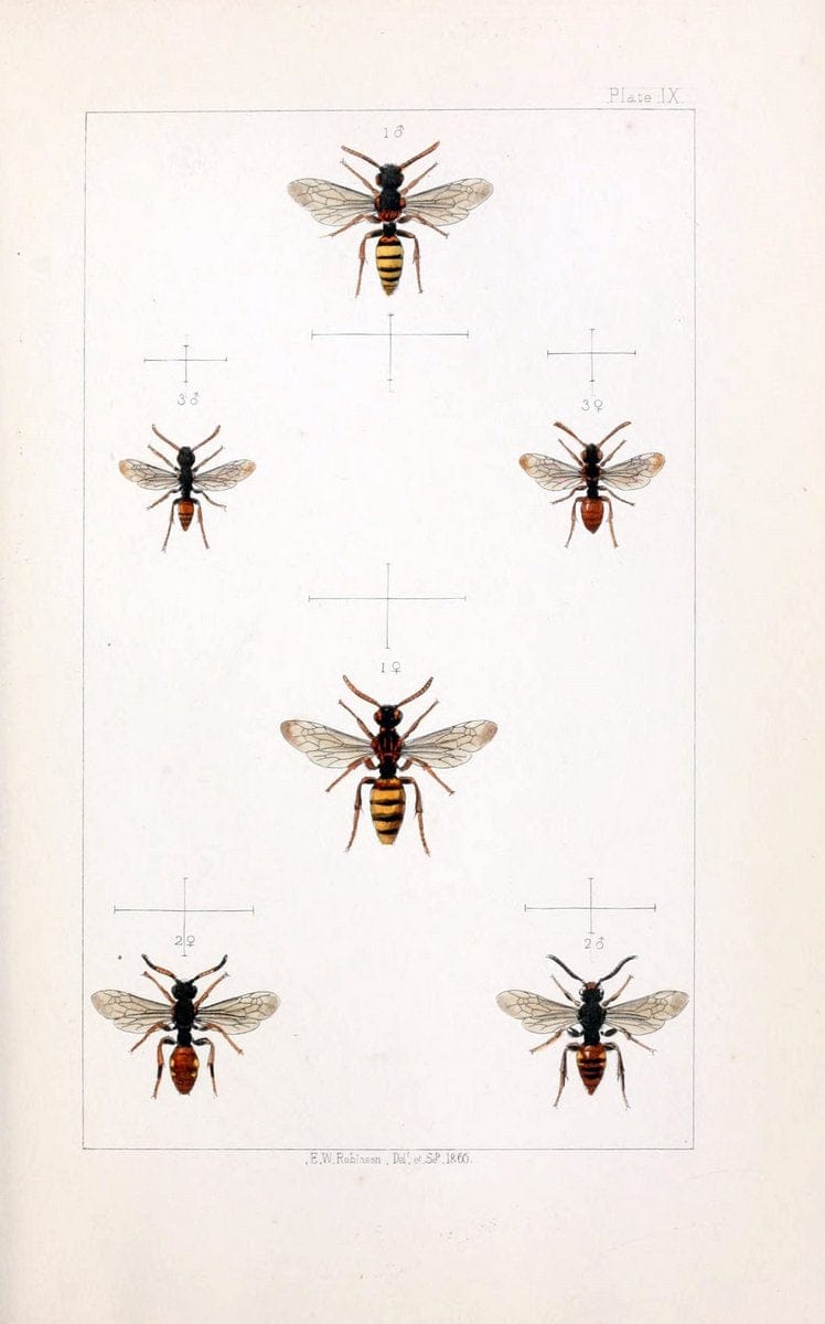 British bees :.London :L. Reeve & Co.,1866.  | Bees "Great Britain" Hymenoptera  | Vintage Print Reproduction 463472