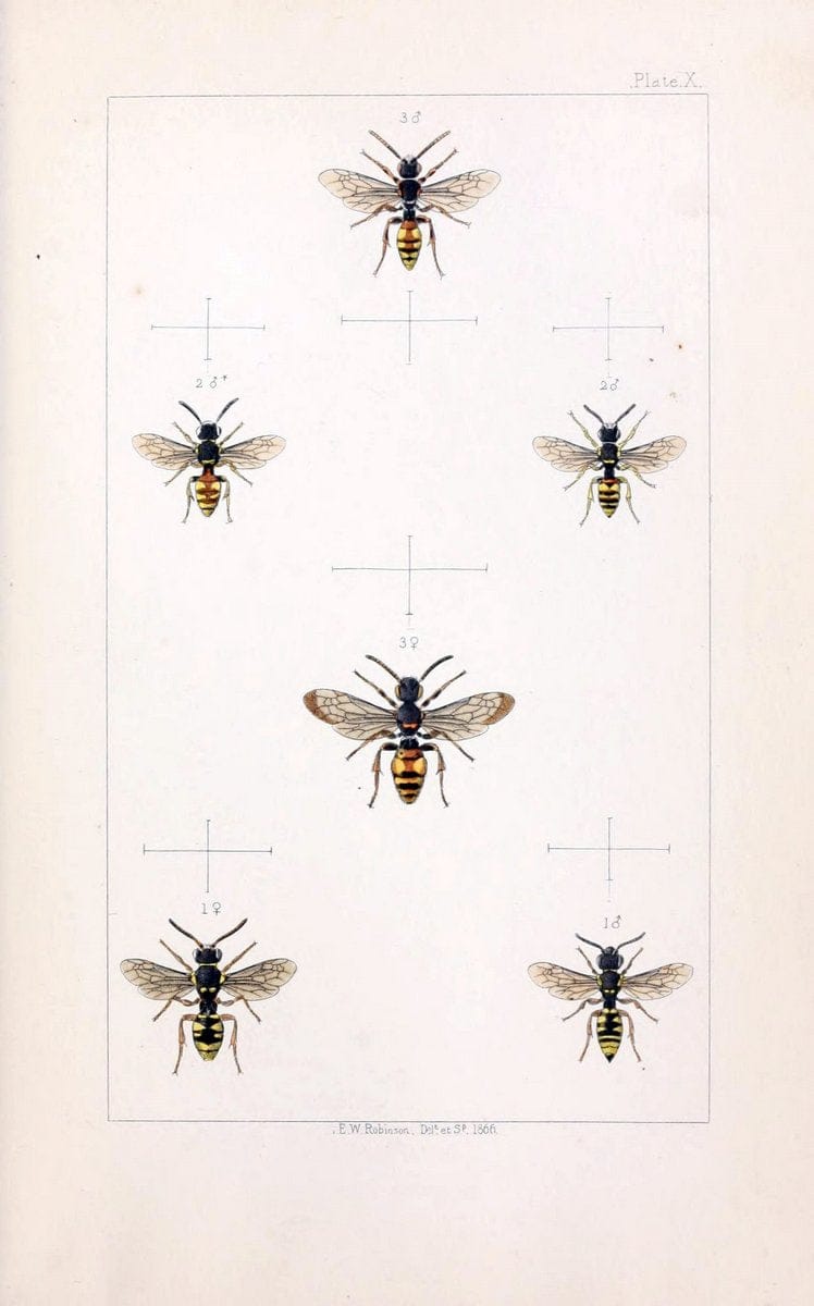 British bees :.London :L. Reeve & Co.,1866.  | Bees "Great Britain" Hymenoptera  | Vintage Print Reproduction 463473