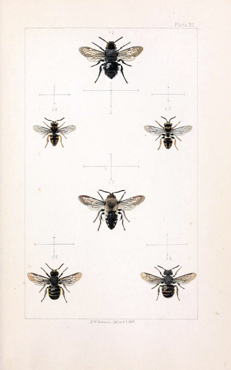 British bees :.London :L. Reeve & Co.,1866.  | Bees "Great Britain" Hymenoptera  | Vintage Print Reproduction 463474