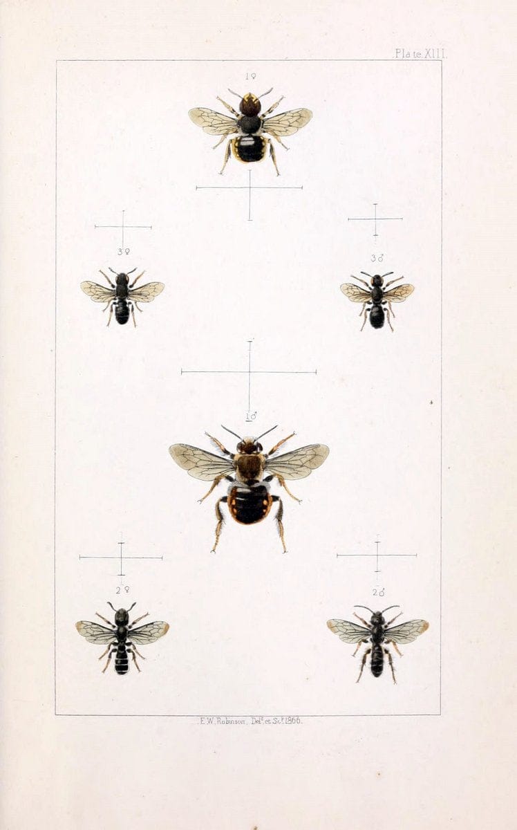 British bees :.London :L. Reeve & Co.,1866.  | Bees "Great Britain" Hymenoptera  | Vintage Print Reproduction 463476