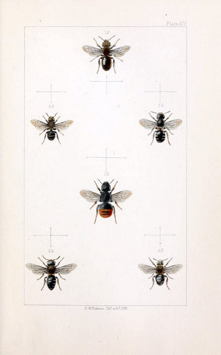 British bees :.London :L. Reeve & Co.,1866.  | Bees "Great Britain" Hymenoptera  | Vintage Print Reproduction 463477
