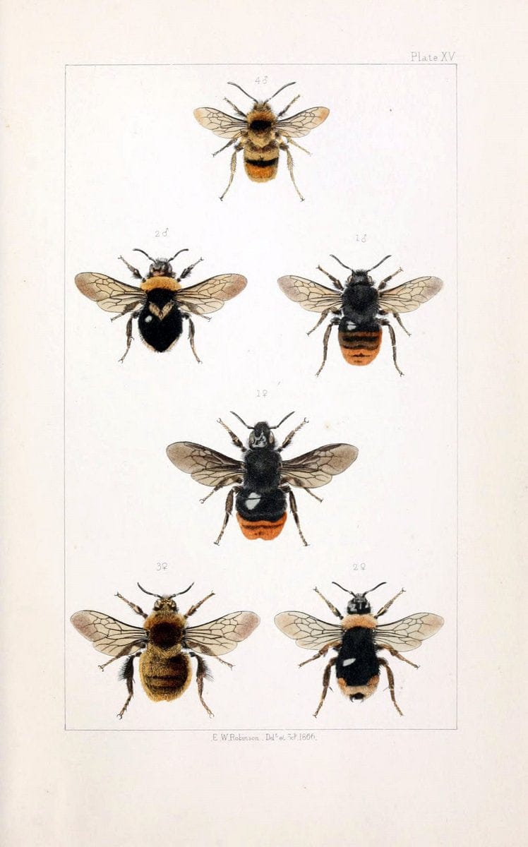 British bees :.London :L. Reeve & Co.,1866.  | Bees "Great Britain" Hymenoptera  | Vintage Print Reproduction 463478