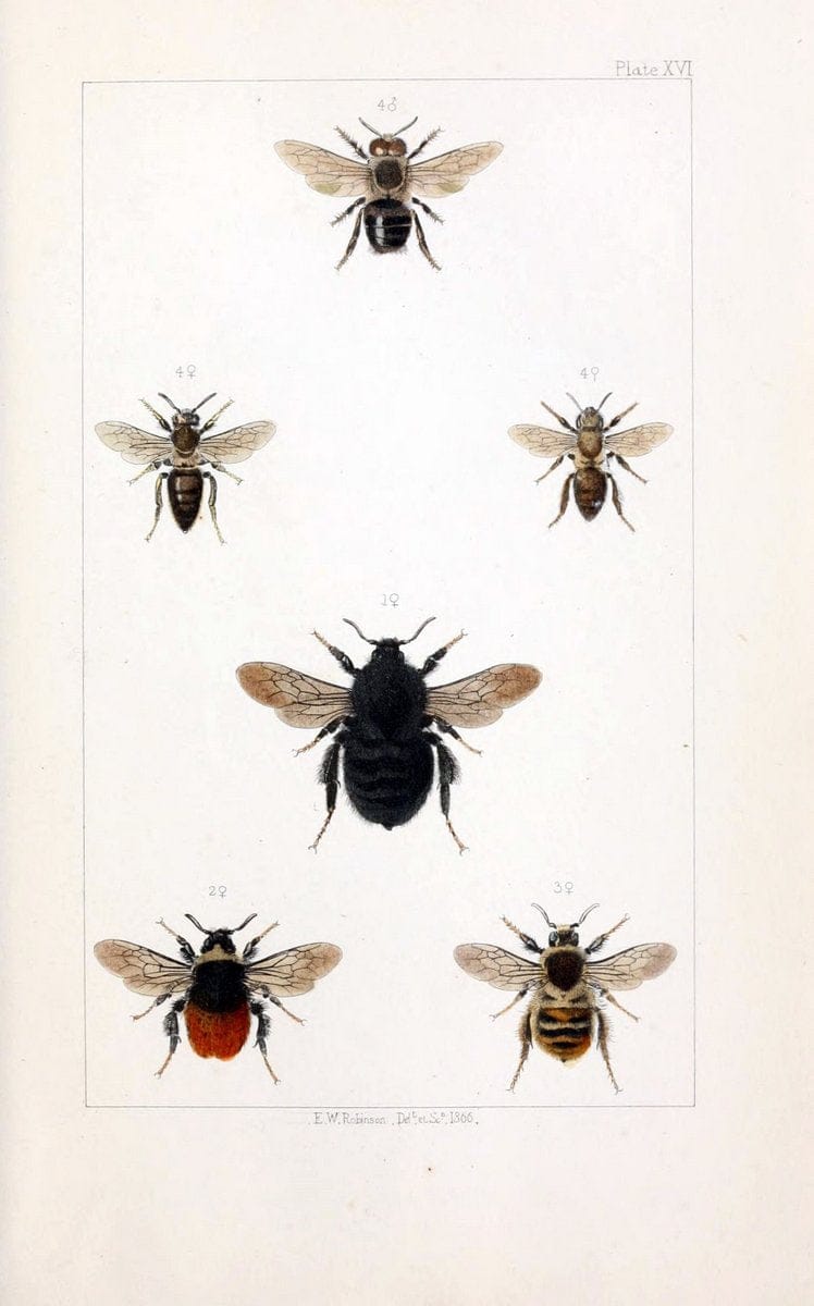British bees :.London :L. Reeve & Co.,1866.  | Bees "Great Britain" Hymenoptera  | Vintage Print Reproduction 463479