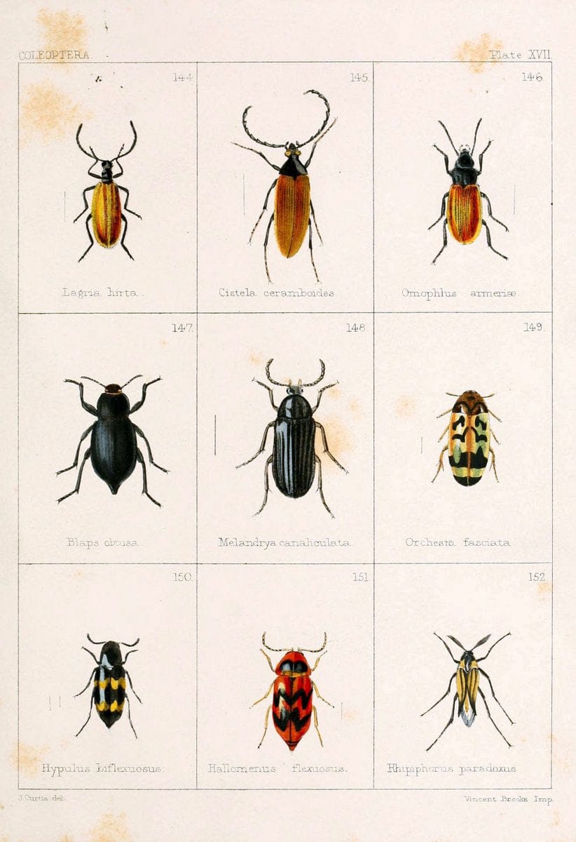 British beetlesLondon,Bell and Daldy,1863. | Beetles Entomology "Great Britain"  | Vintage Print Reproduction 463480