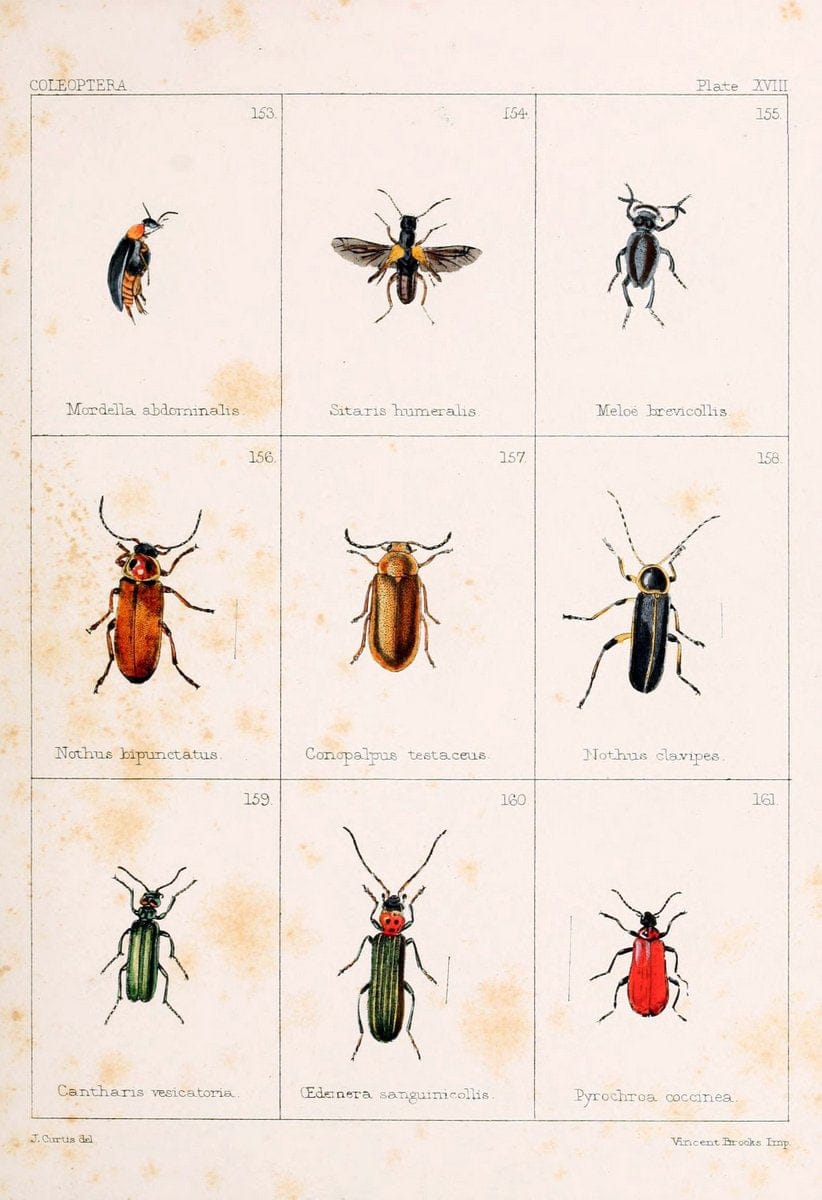 British beetlesLondon,Bell and Daldy,1863. | Beetles Entomology "Great Britain"  | Vintage Print Reproduction 463481