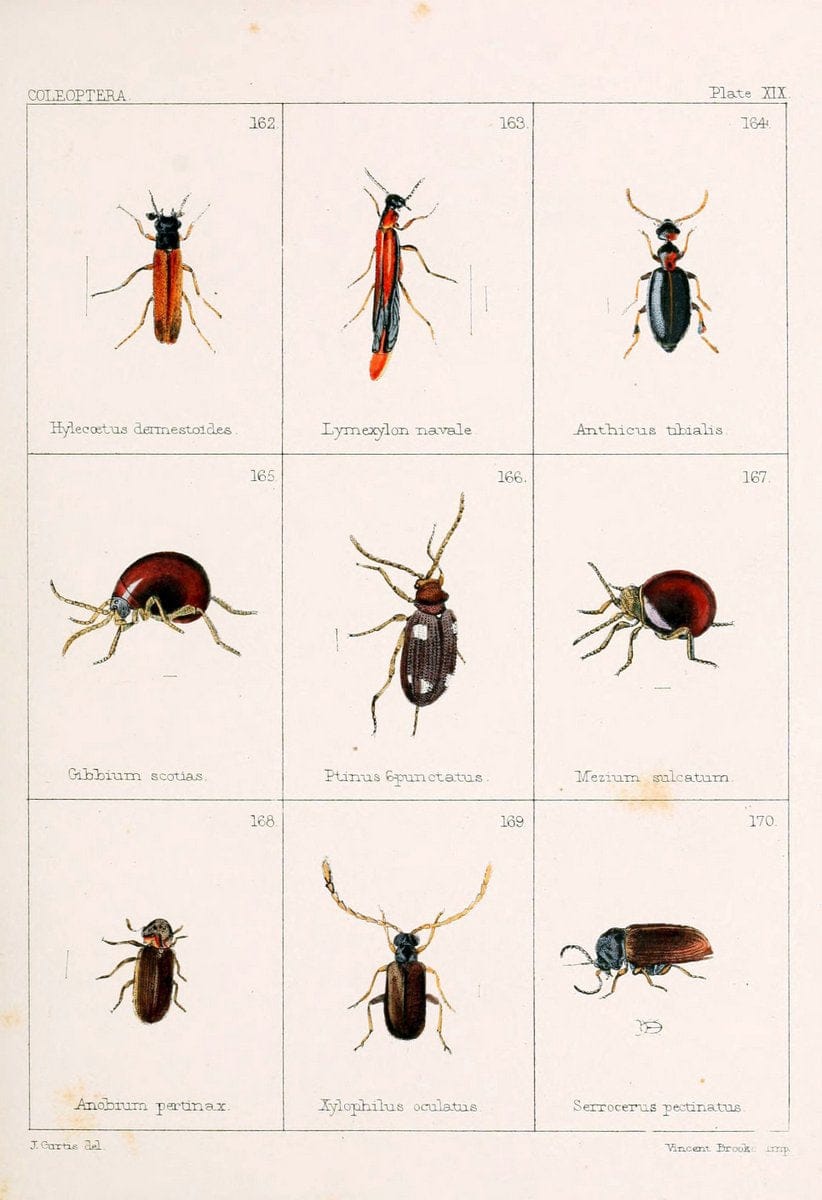 British beetlesLondon,Bell and Daldy,1863. | Beetles Entomology "Great Britain"  | Vintage Print Reproduction 463482