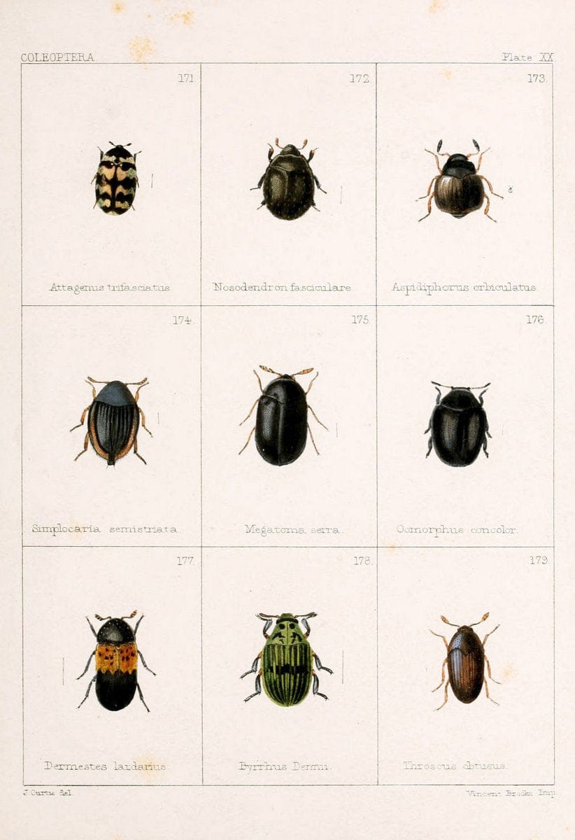 British beetlesLondon,Bell and Daldy,1863. | Beetles Entomology "Great Britain"  | Vintage Print Reproduction 463483