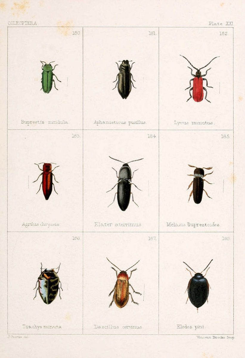 British beetlesLondon,Bell and Daldy,1863. | Beetles Entomology "Great Britain"  | Vintage Print Reproduction 463484