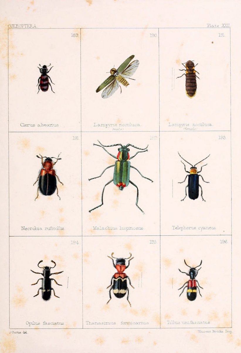 British beetlesLondon,Bell and Daldy,1863. | Beetles Entomology "Great Britain"  | Vintage Print Reproduction 463485