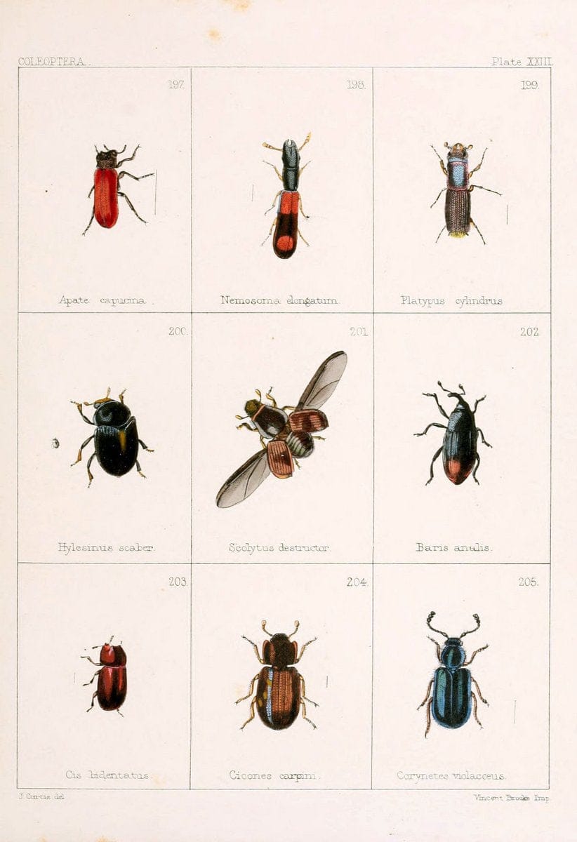 British beetlesLondon,Bell and Daldy,1863. | Beetles Entomology "Great Britain"  | Vintage Print Reproduction 463486