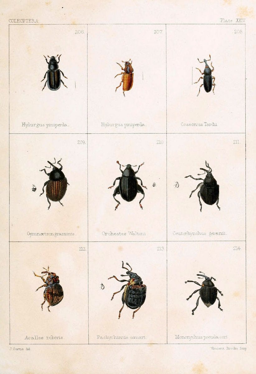 British beetlesLondon,Bell and Daldy,1863. | Beetles Entomology "Great Britain"  | Vintage Print Reproduction 463487