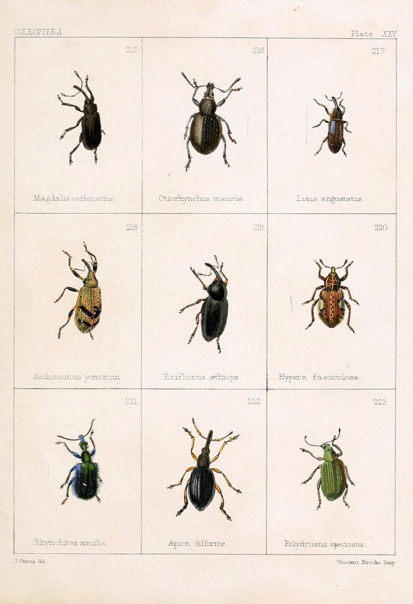 British beetlesLondon,Bell and Daldy,1863. | Beetles Entomology "Great Britain"  | Vintage Print Reproduction 463488