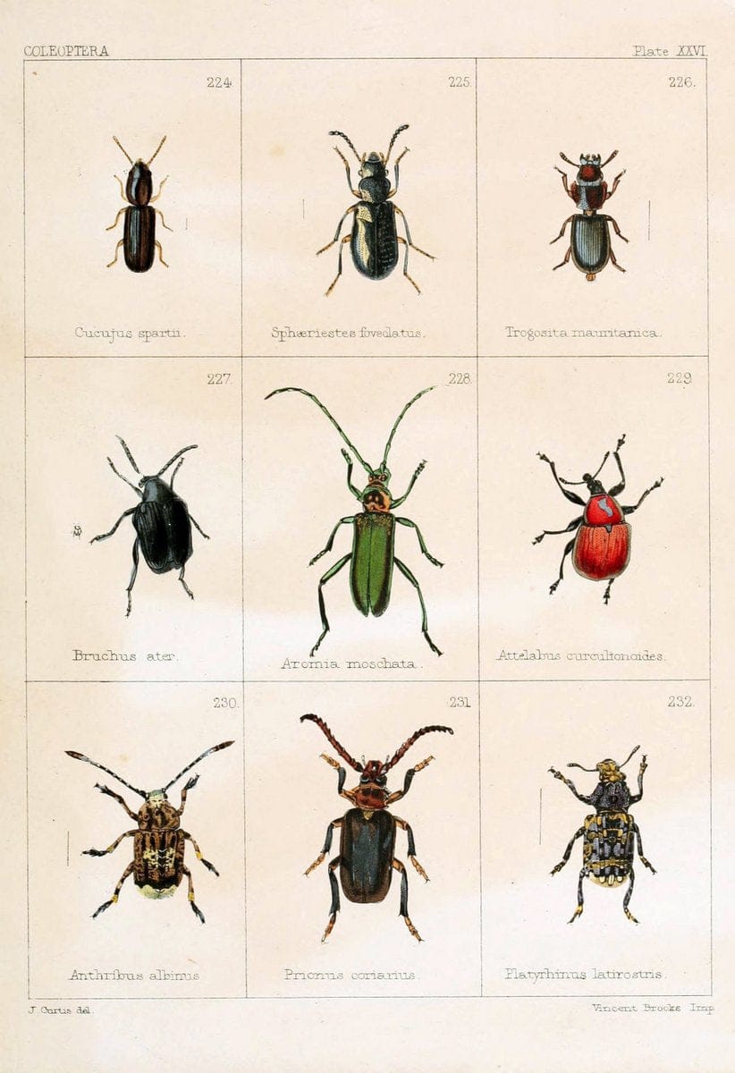 British beetlesLondon,Bell and Daldy,1863. | Beetles Entomology "Great Britain"  | Vintage Print Reproduction 463489