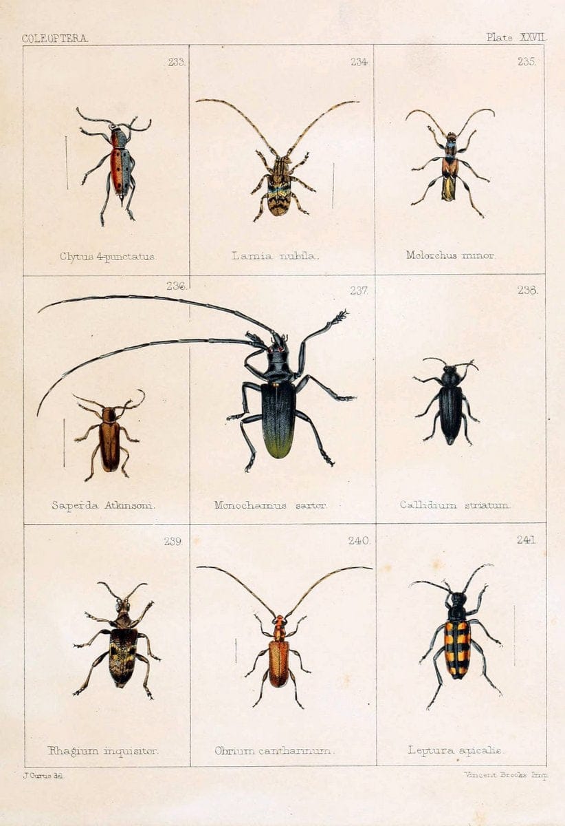 British beetlesLondon,Bell and Daldy,1863. | Beetles Entomology "Great Britain"  | Vintage Print Reproduction 463490