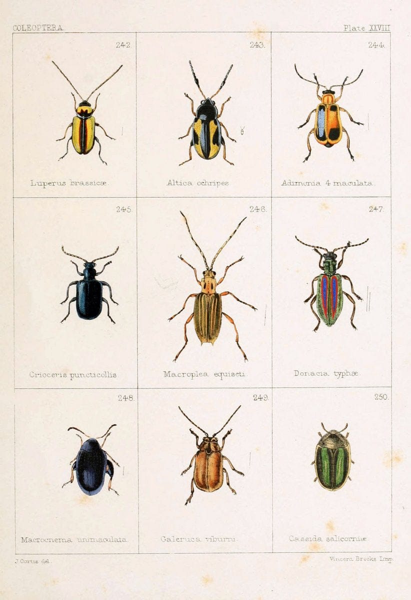 British beetlesLondon,Bell and Daldy,1863. | Beetles Entomology "Great Britain"  | Vintage Print Reproduction 463491