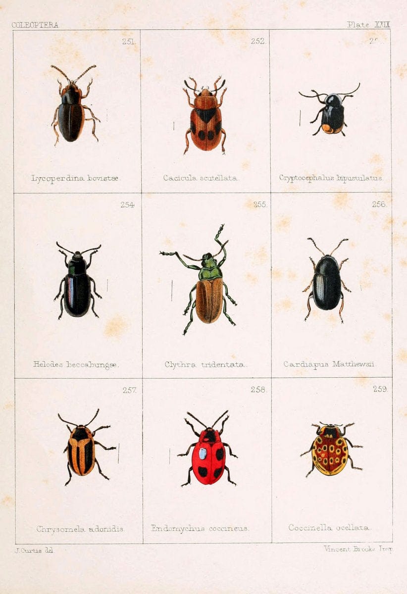 British beetlesLondon,Bell and Daldy,1863. | Beetles Entomology "Great Britain"  | Vintage Print Reproduction 463492