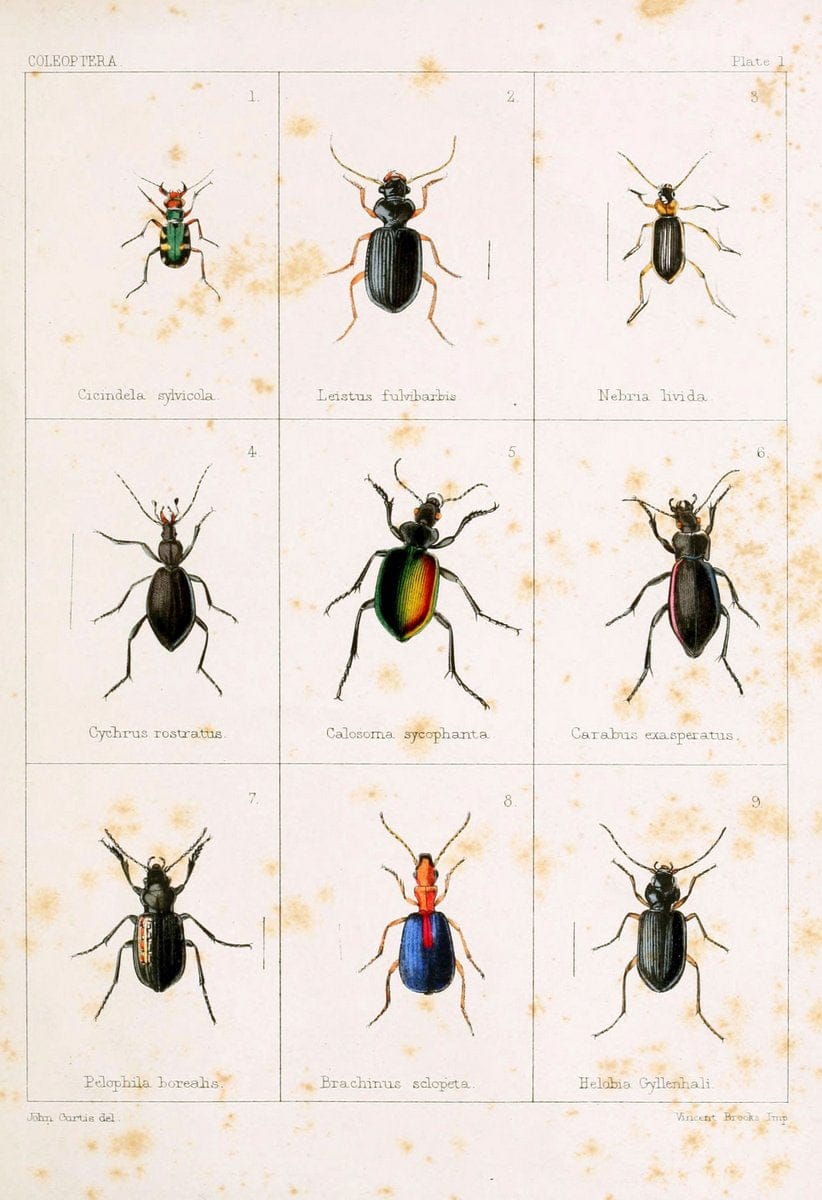 British beetlesLondon,Bell and Daldy,1863. | Beetles Entomology "Great Britain"  | Vintage Print Reproduction 463493