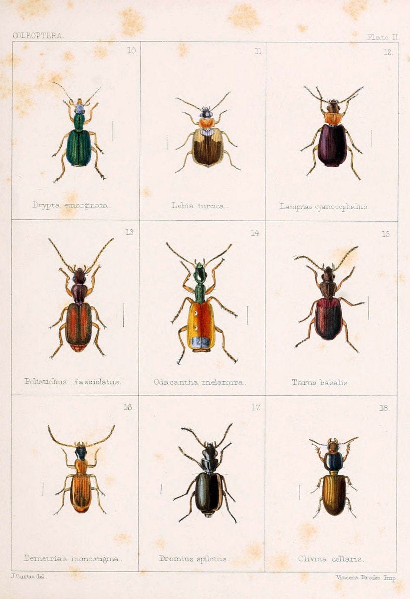 British beetlesLondon,Bell and Daldy,1863. | Beetles Entomology "Great Britain"  | Vintage Print Reproduction 463494