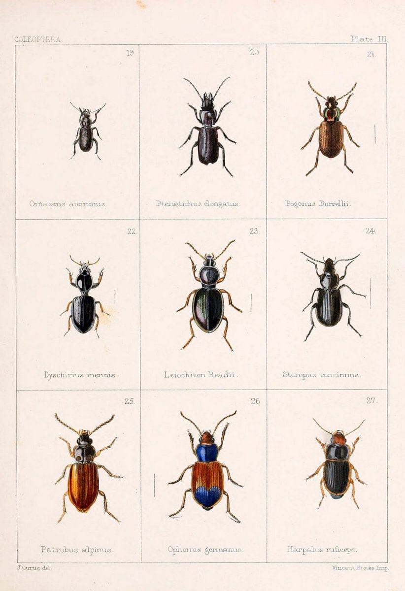 British beetlesLondon,Bell and Daldy,1863. | Beetles Entomology "Great Britain"  | Vintage Print Reproduction 463495