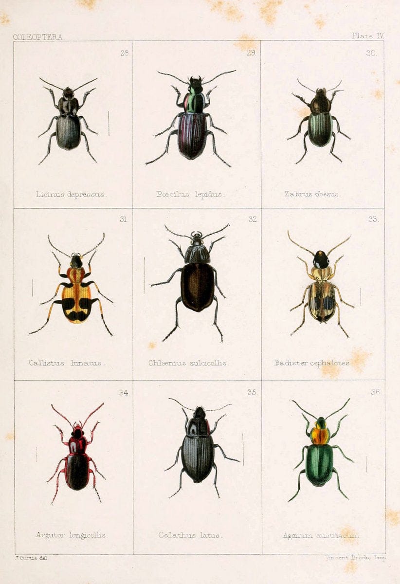 British beetlesLondon,Bell and Daldy,1863. | Beetles Entomology "Great Britain"  | Vintage Print Reproduction 463496