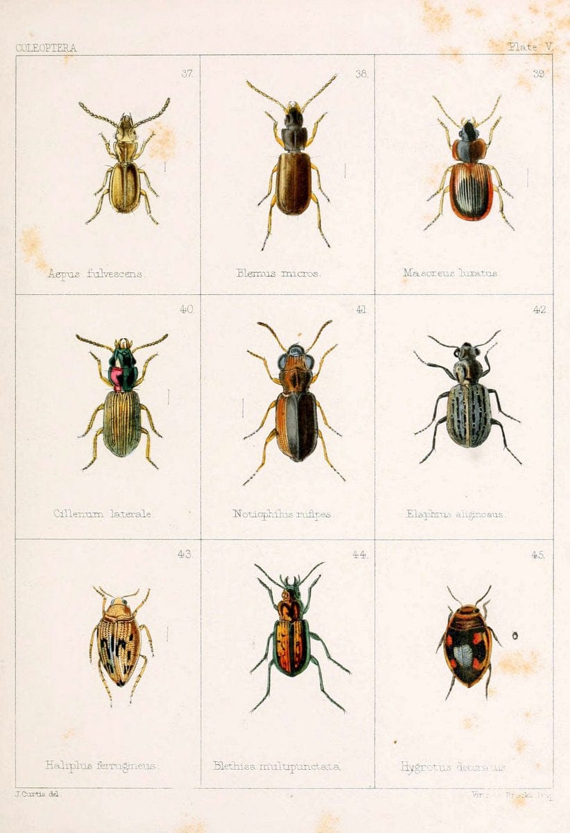 British beetlesLondon,Bell and Daldy,1863. | Beetles Entomology "Great Britain"  | Vintage Print Reproduction 463497