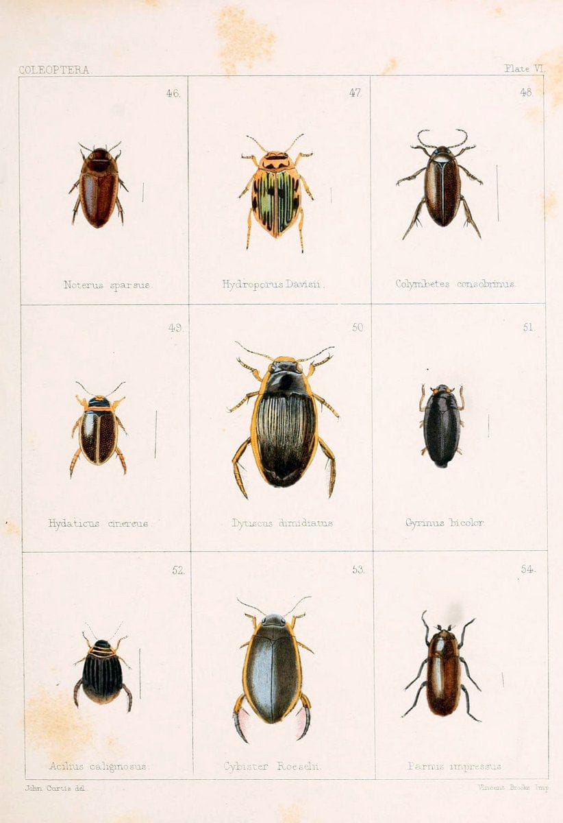 British beetlesLondon,Bell and Daldy,1863. | Beetles Entomology "Great Britain"  | Vintage Print Reproduction 463498