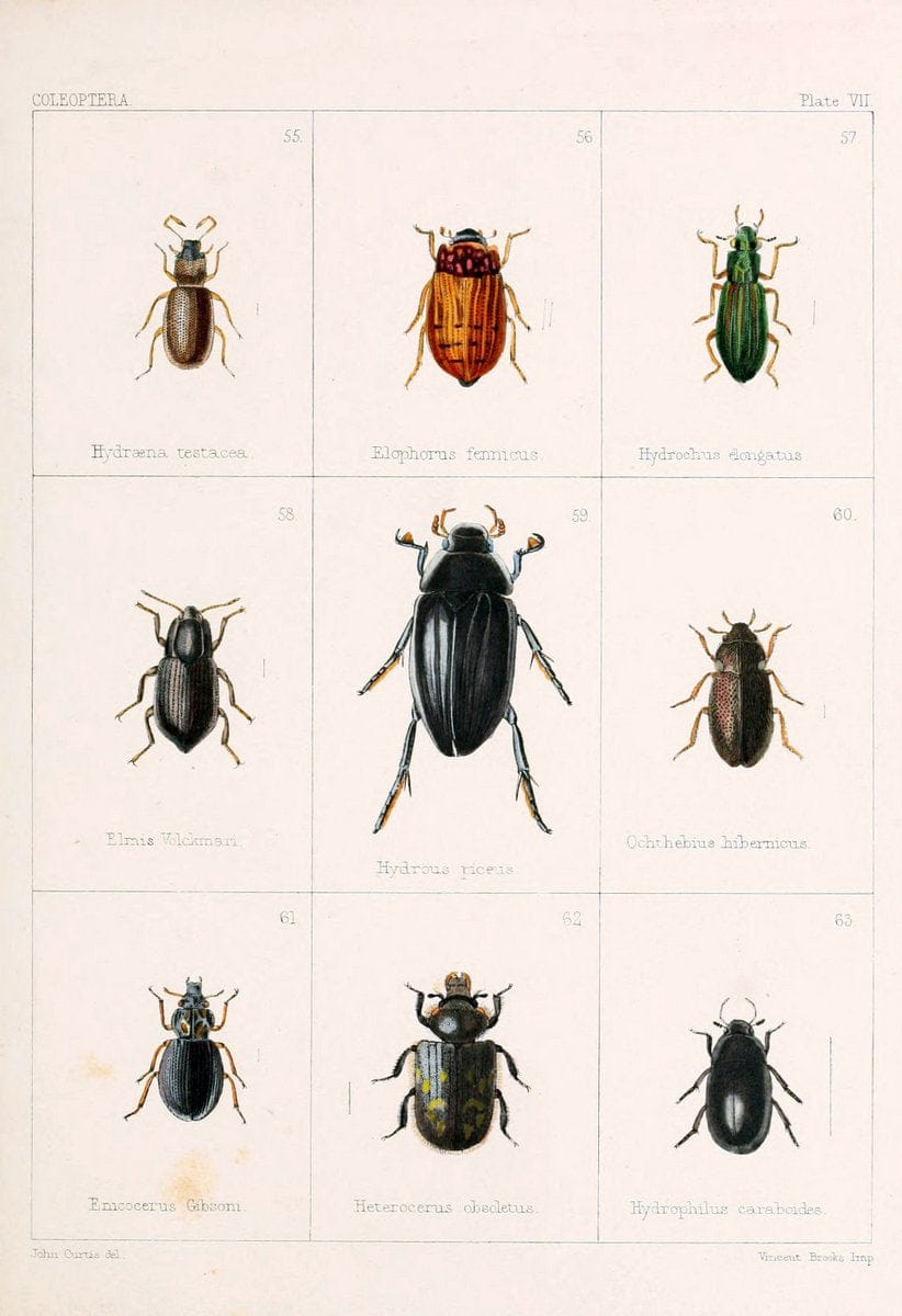 British beetlesLondon,Bell and Daldy,1863. | Beetles Entomology "Great Britain"  | Vintage Print Reproduction 463499