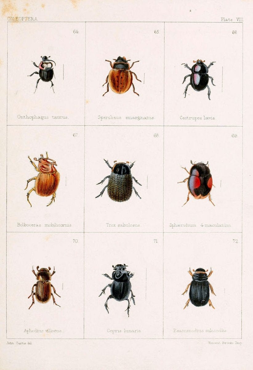 British beetlesLondon,Bell and Daldy,1863. | Beetles Entomology "Great Britain"  | Vintage Print Reproduction 463500