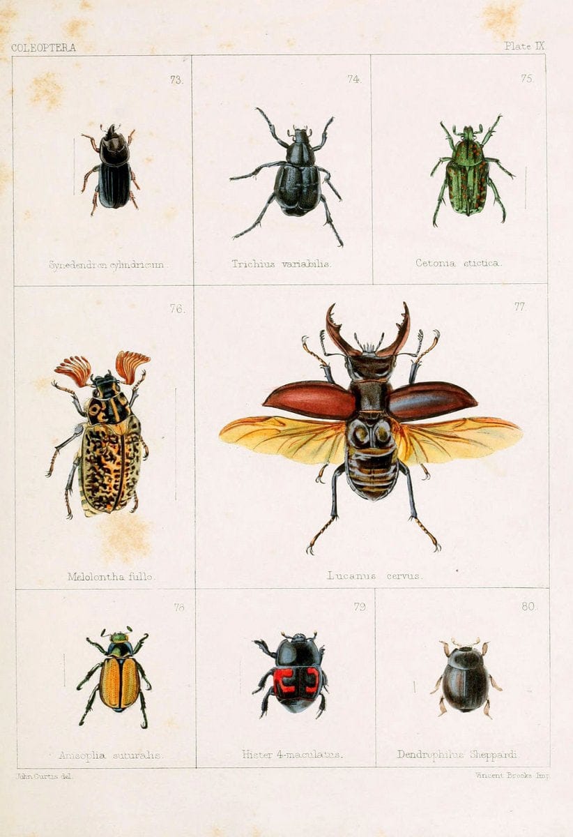 British beetlesLondon,Bell and Daldy,1863. | Beetles Entomology "Great Britain"  | Vintage Print Reproduction 463501