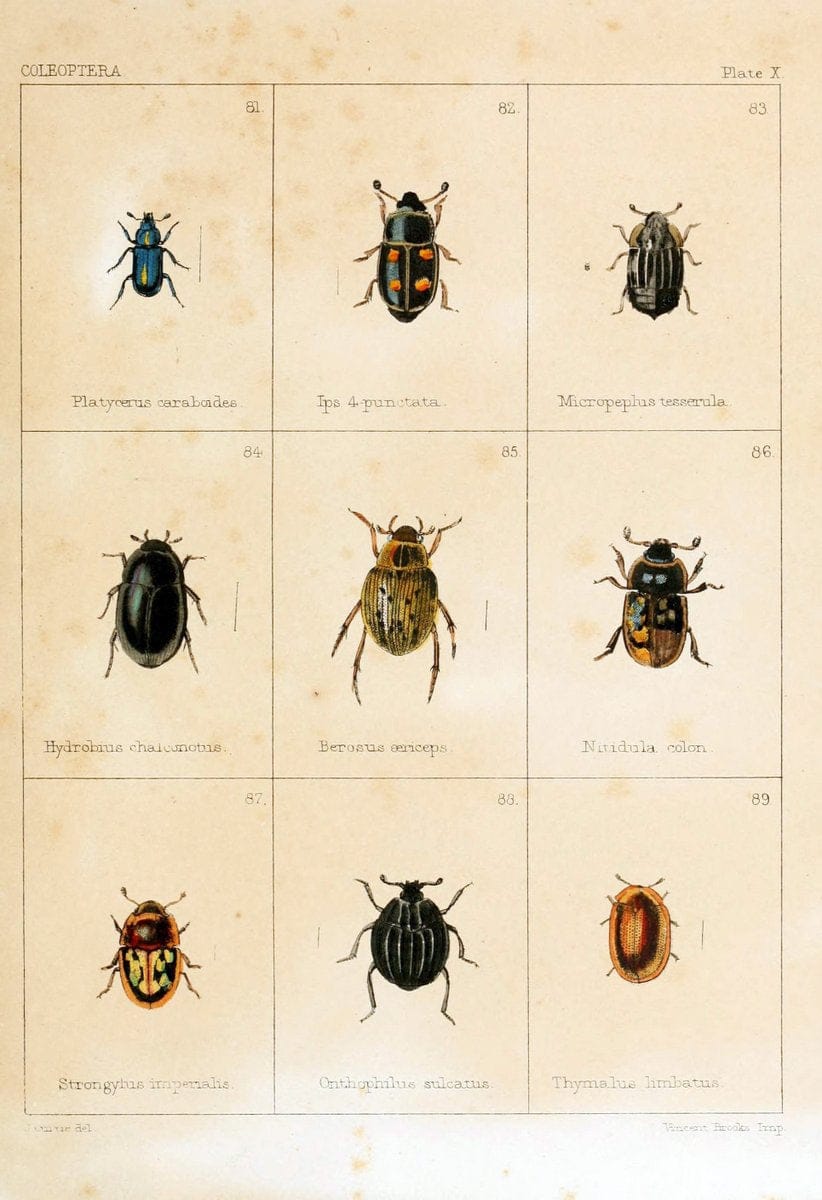 British beetlesLondon,Bell and Daldy,1863. | Beetles Entomology "Great Britain"  | Vintage Print Reproduction 463502