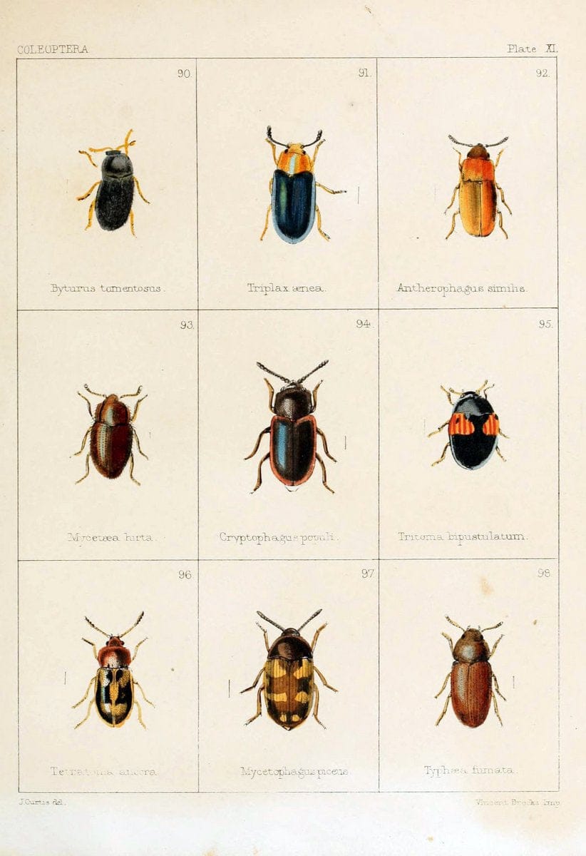 British beetlesLondon,Bell and Daldy,1863. | Beetles Entomology "Great Britain"  | Vintage Print Reproduction 463503