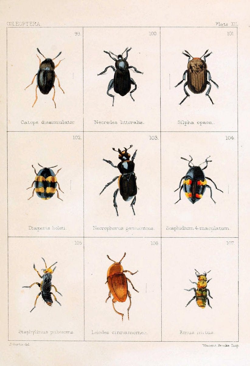 British beetlesLondon,Bell and Daldy,1863. | Beetles Entomology "Great Britain"  | Vintage Print Reproduction 463504