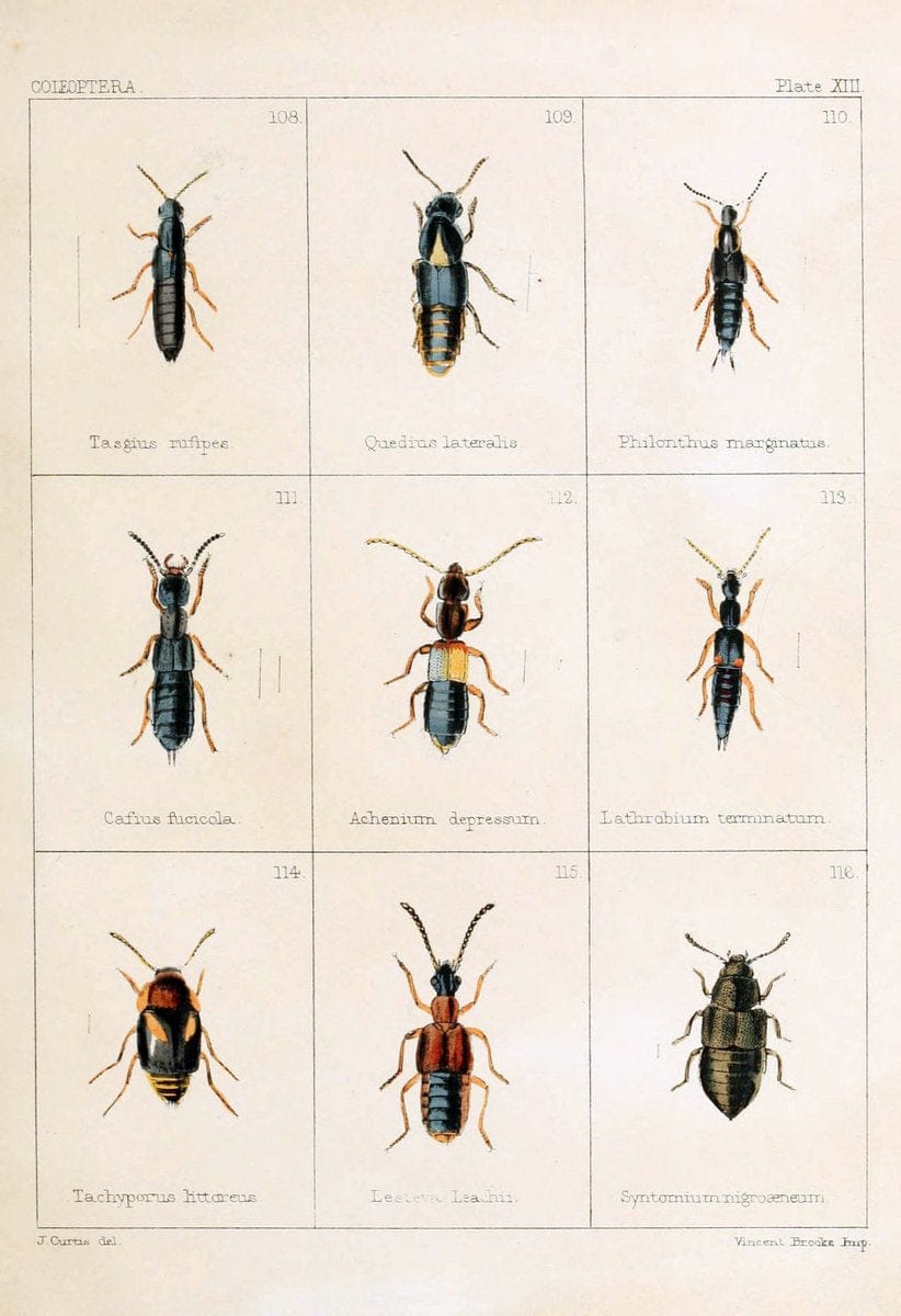 British beetlesLondon,Bell and Daldy,1863. | Beetles Entomology "Great Britain"  | Vintage Print Reproduction 463505