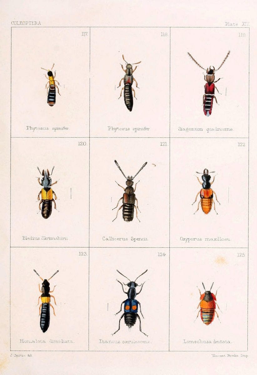 British beetlesLondon,Bell and Daldy,1863. | Beetles Entomology "Great Britain"  | Vintage Print Reproduction 463506