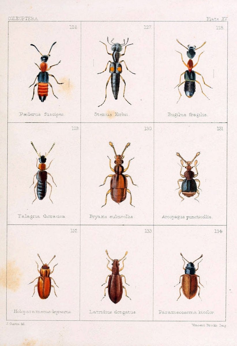 British beetlesLondon,Bell and Daldy,1863. | Beetles Entomology "Great Britain"  | Vintage Print Reproduction 463507
