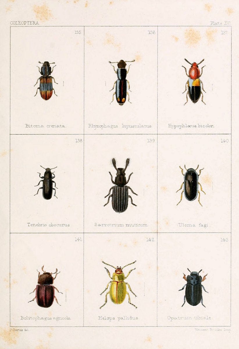 British beetlesLondon,Bell and Daldy,1863. | Beetles Entomology "Great Britain"  | Vintage Print Reproduction 463508
