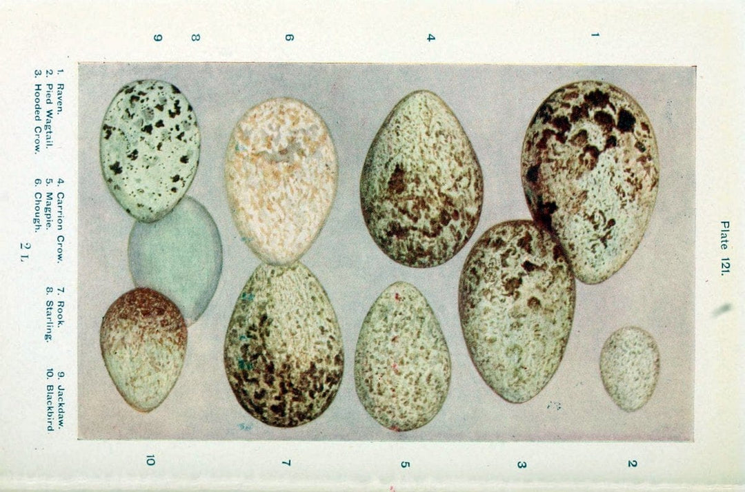 British birds & their eggs :.London :W. & R. Chambers,1909.. |  | Vintage Print Reproduction 463509