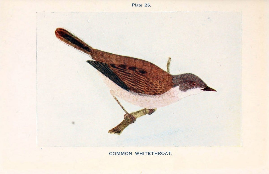 British birds & their eggs :.London :W. & R. Chambers,1909.  | Birds Eggs "Great Britain" Nests | Vintage Print Reproduction 463511