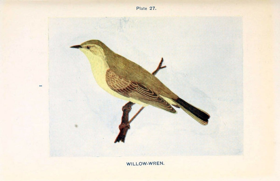 British birds & their eggs :.London :W. & R. Chambers,1909.  | Birds Eggs "Great Britain" Nests | Vintage Print Reproduction 463513