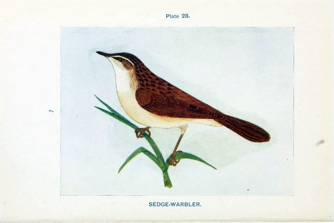 British birds & their eggs :.London :W. & R. Chambers,1909.  | Birds Eggs "Great Britain" Nests | Vintage Print Reproduction 463514