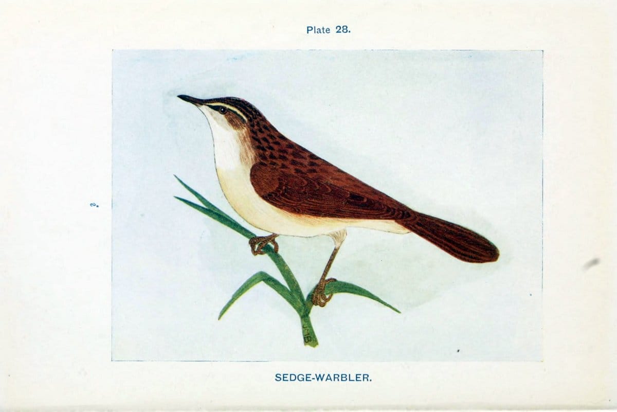 British birds & their eggs :.London :W. & R. Chambers,1909.  | Birds Eggs "Great Britain" Nests | Vintage Print Reproduction 463514