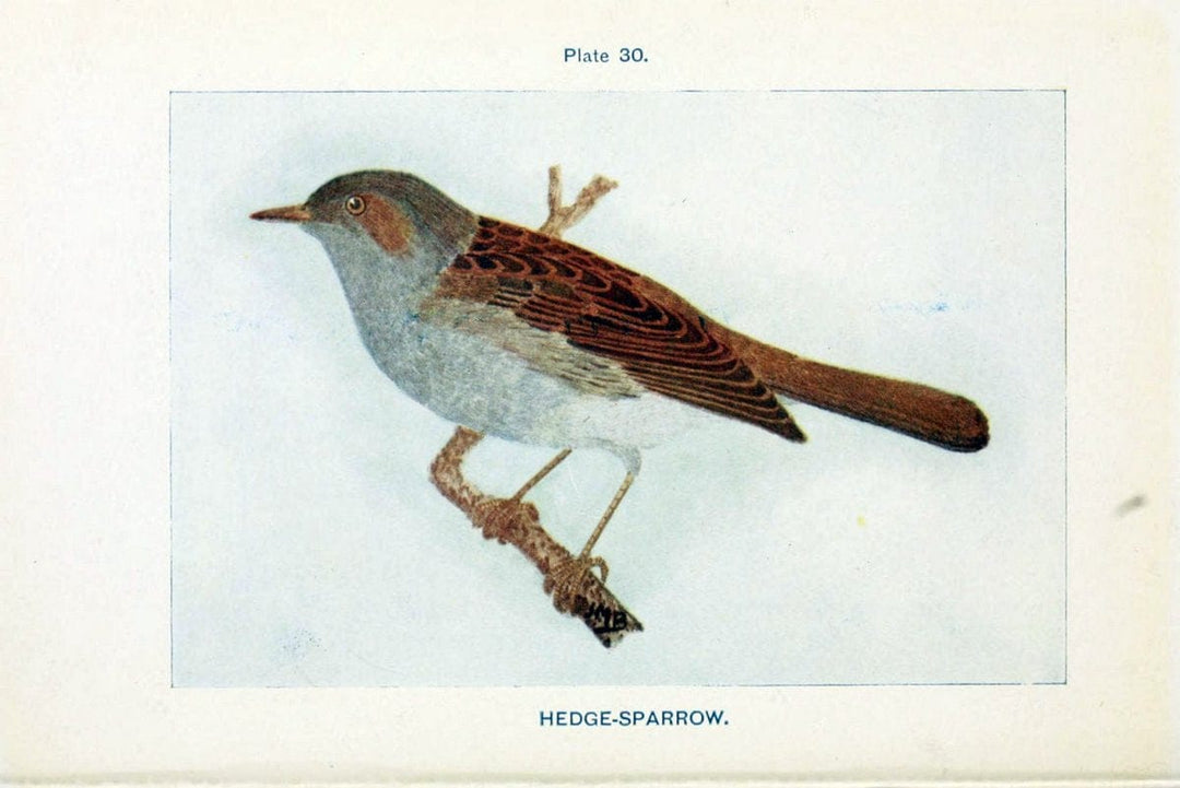 British birds & their eggs :.London :W. & R. Chambers,1909.  | Birds Eggs "Great Britain" Nests | Vintage Print Reproduction 463515